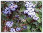 ГОЛУБИКА РАНКОКАС