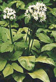 http://*****/images/pictures/garden/trees/cherem.jpg