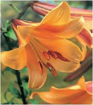 ����� 'African Queen' 2 �����