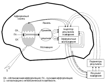 Психическая деятельность, функциональных систем