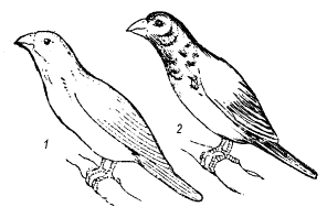 Рис. 2. Австралийский ткачик