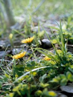 foto_1699_15A