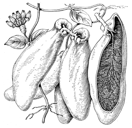 ����������� ������ �������� �������� (Dischidia rafflesiana) � ��������� �����, ��������� � ������� �����