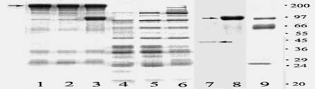 Fig 2 (SDS-Fn)