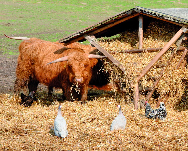 http://agriculture.by/img/2011/05/cow.jpg
