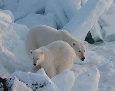 white_bear2.jpg
