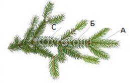 C:\Users\Triline\Desktop\�����.png
