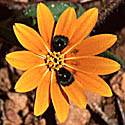 Beetle Daisy