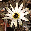 White daisy