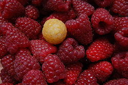 http://upload.wikimedia.org/wikipedia/commons/thumb/e/e2/Red_raspberries_1_yellow.JPG/250px-Red_raspberries_1_yellow.JPG