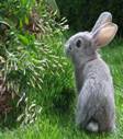 http://ts2.mm.bing.net/images/thumbnail.aspx?q=&id=07b201c7274b25d002a6964efc26fc00&url=http%3a%2f%*****%2faf%2f0b%2f3d%2f742701.jpg