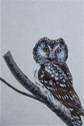 http://ts3.mm.bing.net/images/thumbnail.aspx?q=&id=97542bf61f7aa809305ad3e3cf2b96c0&url=http%3a%2f%*****%2fwgallery%2fimages_large%2f120_paintings_birds%2fpaintings_birds_18.jpg