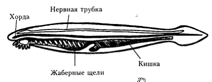 Строение ланцетника