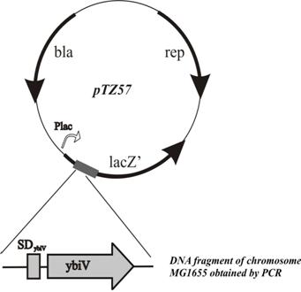 ybiV cloning