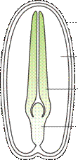 ����:Budowa nasienia-dwuliscienne.png