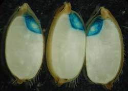 ����:Rice embryo.png