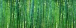 Forest Bamboo 135x360cm