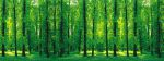 Forest Park 135x360cm