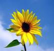 sunflower.jpeg