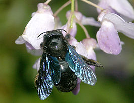&Pcy;&chcy;&iecy;&lcy;&acy;-&pcy;&lcy;&ocy;&tcy;&ncy;&icy;&kcy; &ocy;&bcy;&ycy;&kcy;&ncy;&ocy;&vcy;&iecy;&ncy;&ncy;&acy;&yacy; (Xylocopa valga)