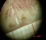 mari_rat 079