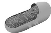 300px-Diagram_of_a_human_mitochondrion_ru.jpg