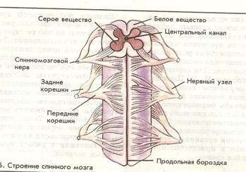 C:\Documents and Settings\Acer\Мои документы\Мои результаты сканирования\Анатомия\Изображение 031.jpg