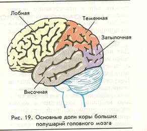 C:\Documents and Settings\Acer\Мои документы\Мои результаты сканирования\Анатомия\Изображение 033.jpg