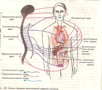 C:\Documents and Settings\Acer\Мои документы\Мои результаты сканирования\Анатомия\Изображение 036.jpg