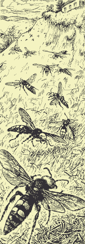 http://*****/glava02_5/gif56.gif