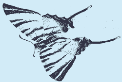 http://*****/glava03_1/321.gif