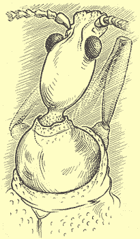 http://*****/glava03_2/322.gif