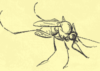 http://*****/glava03_3/342.gif