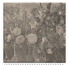 C:\Documents and Settings\Admin\Рабочий стол\лето\сканирование333\img3.jpg