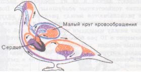 ��������: