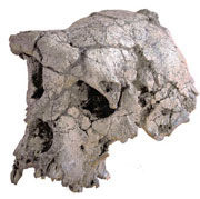 sahelanthropus