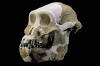 afarensis_small