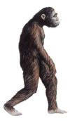 afarensis2_small