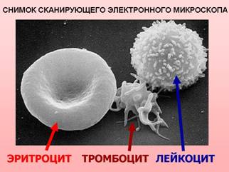 C:\Users\Миша\Desktop\СВЕТА\Кровь\.jpg