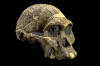 africanus_small