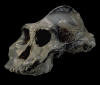 aethiopicus_small