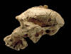 robustus_small