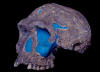 habilis_small