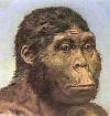 habilis2_small