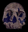 rudolfensis_small