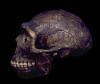 ergaster2_small