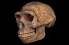 erectus_small