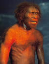 erectus2_small