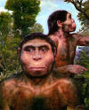 Homo_erectus_small