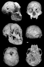 h_floresiensis_small
